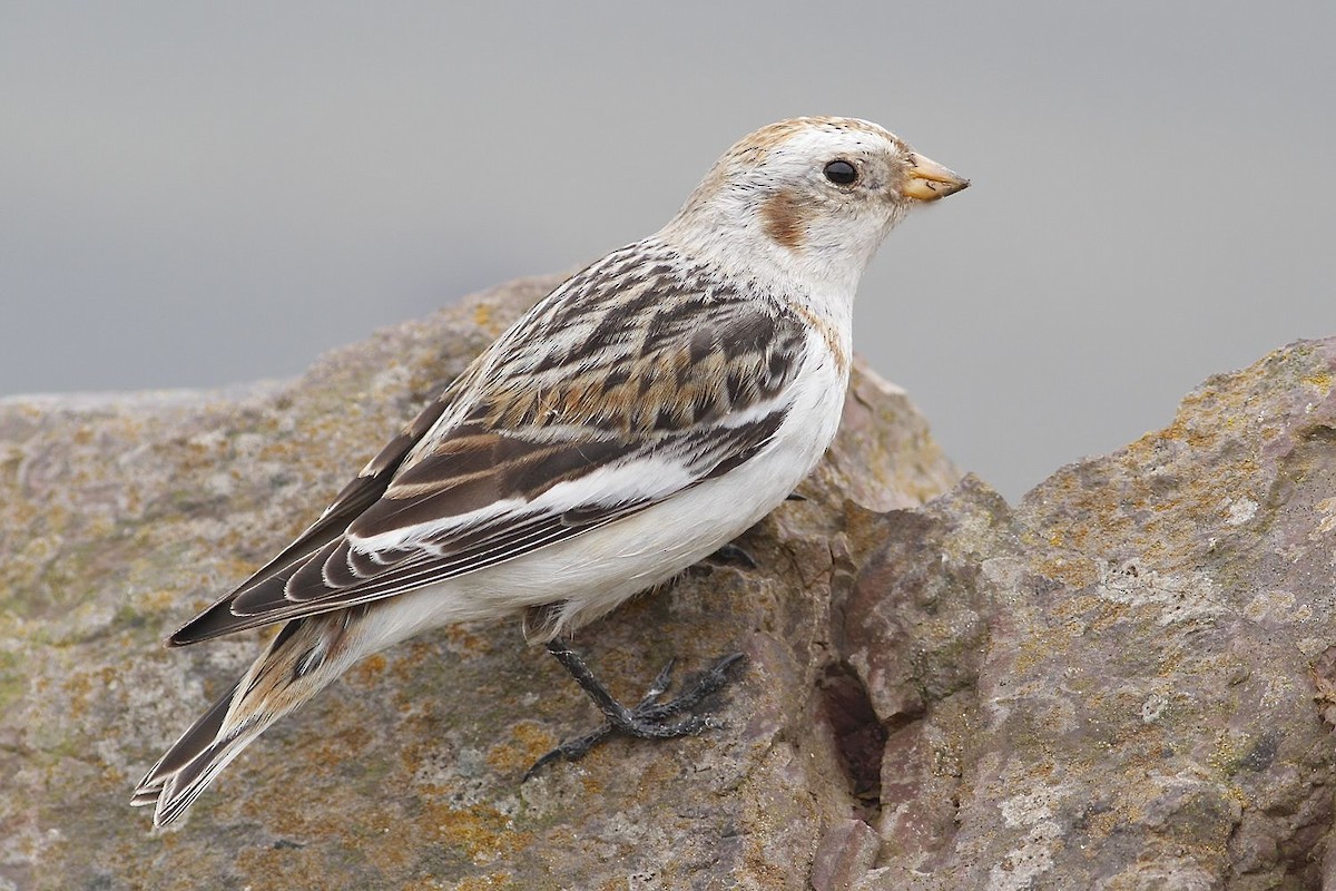Snow Bunting - ML204828391