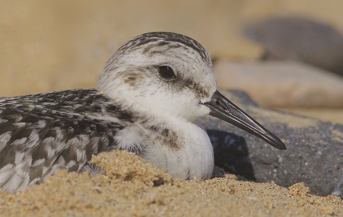 Sanderling - ML204828401