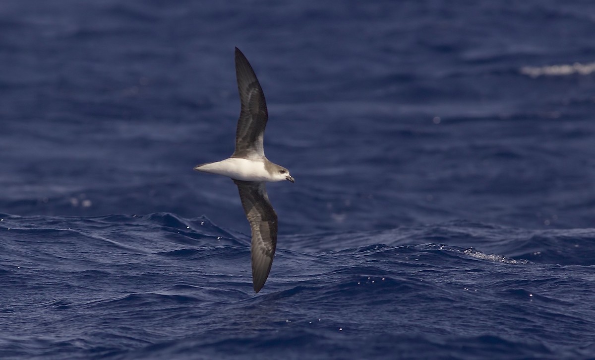 Desertas Petrel - ML204828421