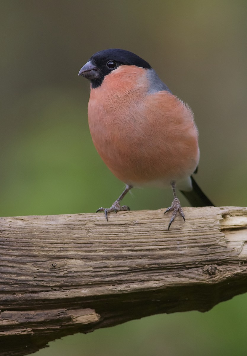 Eurasian Bullfinch (Eurasian) - ML204828431