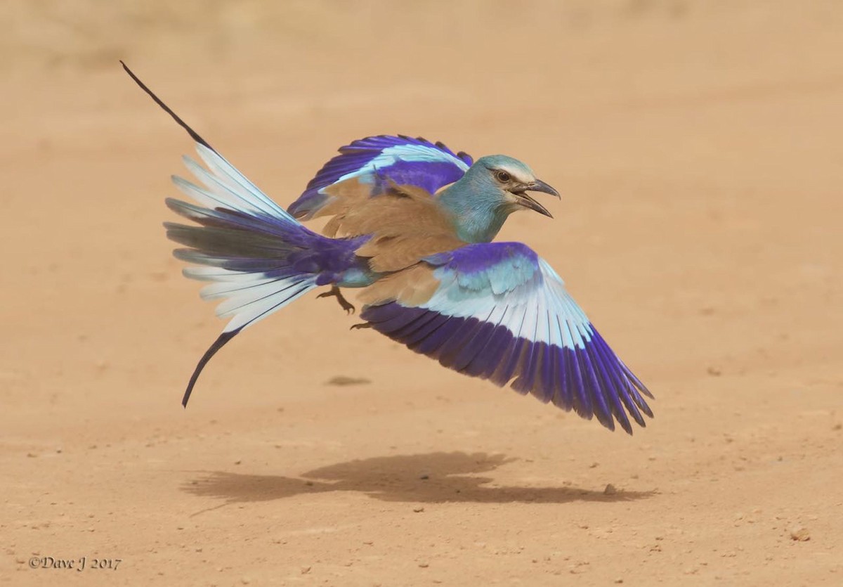 Abyssinian Roller - ML204828441