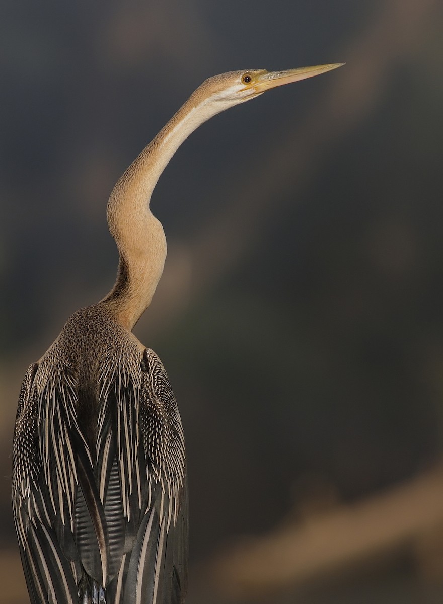 African Darter - ML204828451