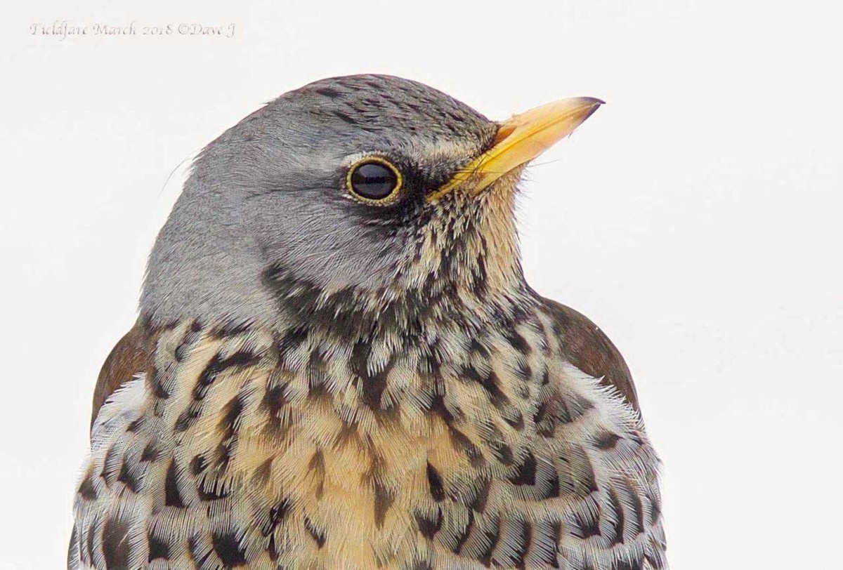 Fieldfare - ML204828461