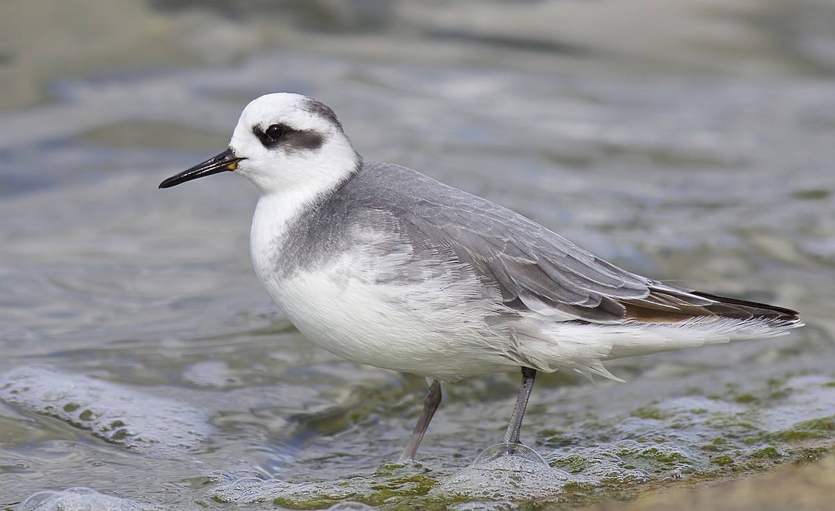 Red Phalarope - ML204828481