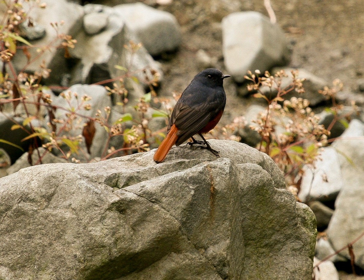 Luzon Redstart - ML204828551