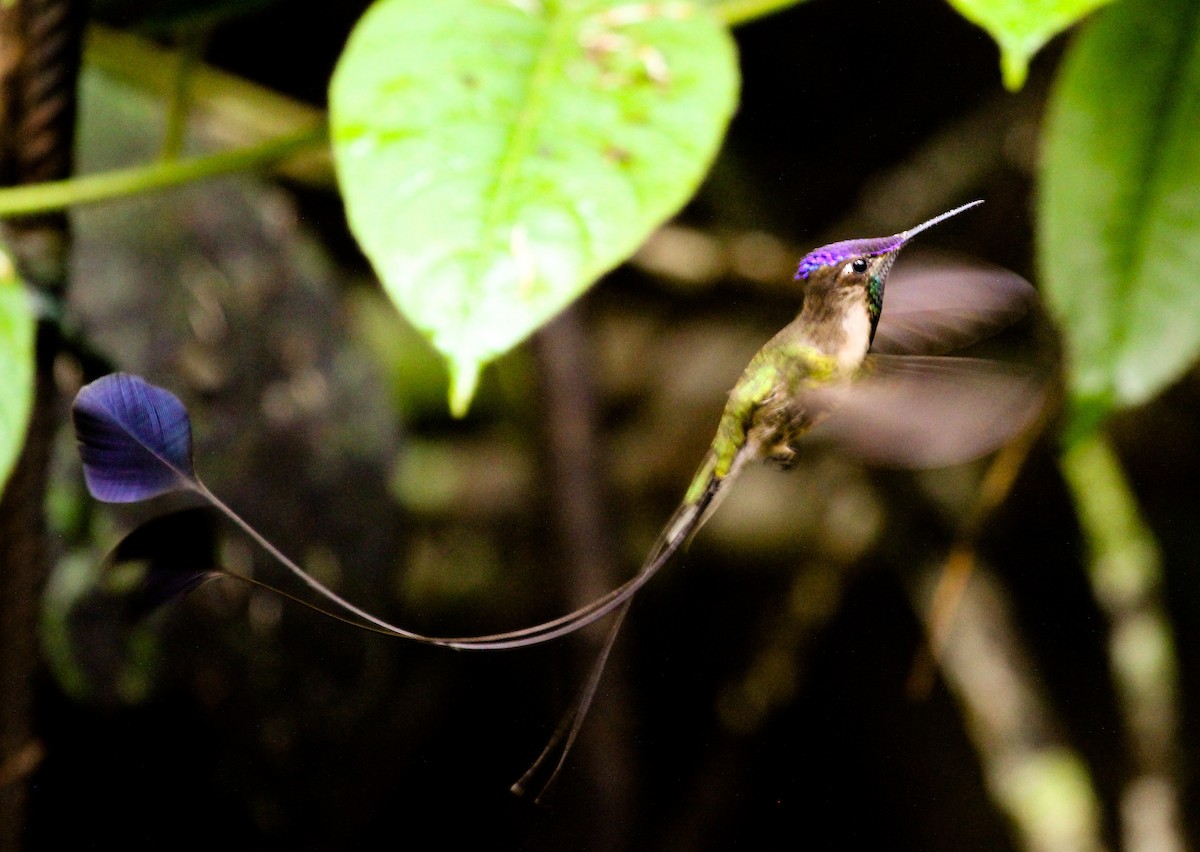 Marvelous Spatuletail - ML204828731