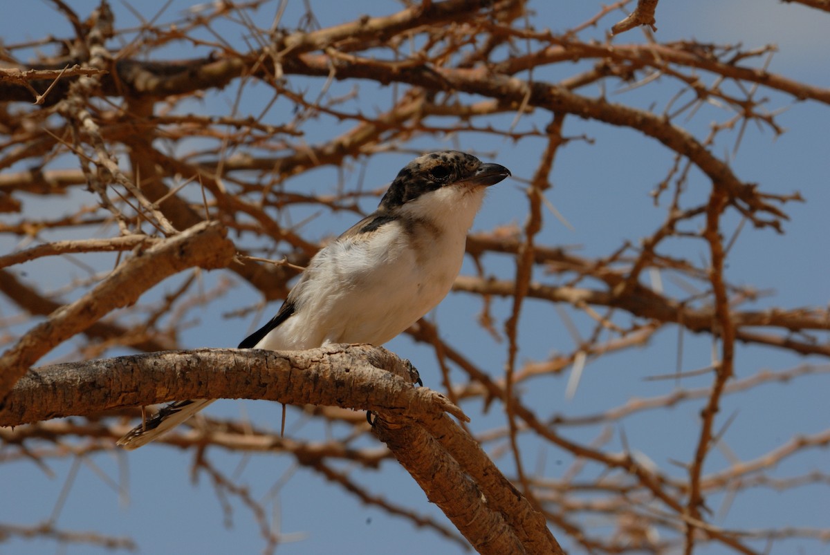 Pie-grièche de Somalie - ML204829881