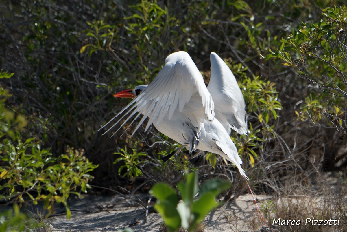 Red-tailed Tropicbird - Marco Pizzotti