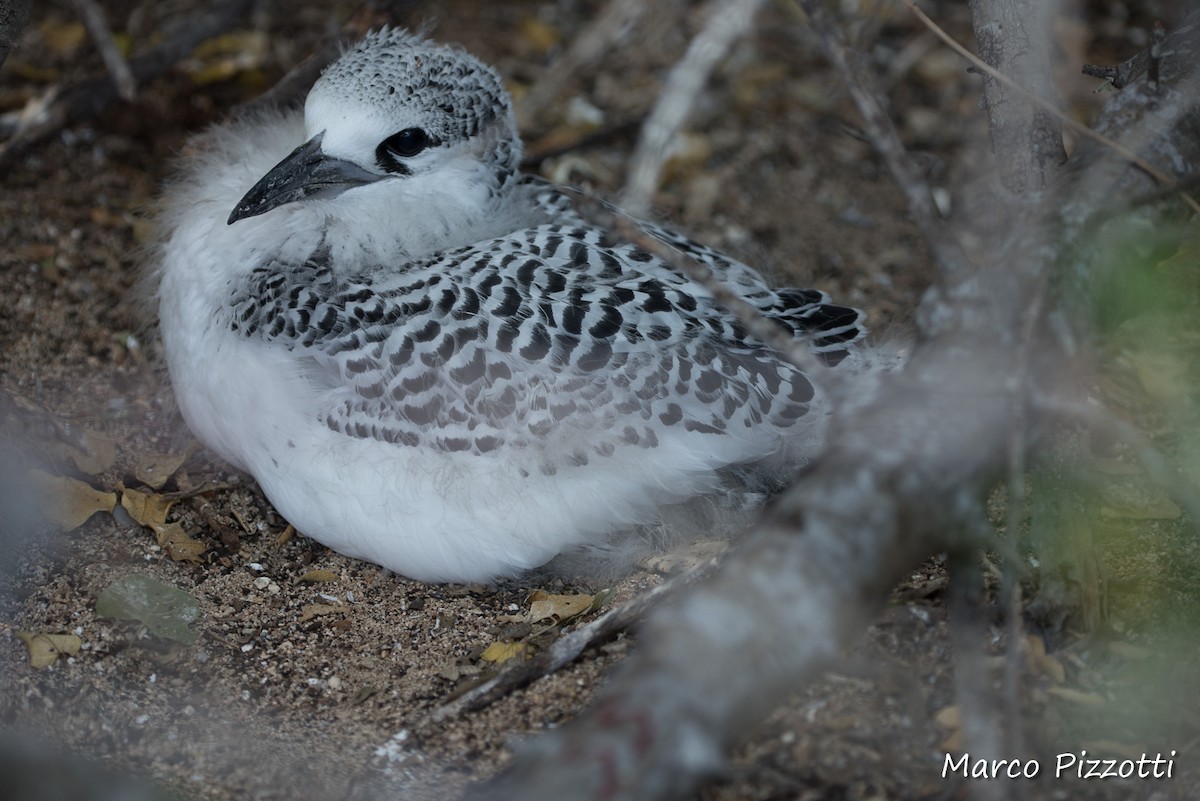 Red-tailed Tropicbird - Marco Pizzotti