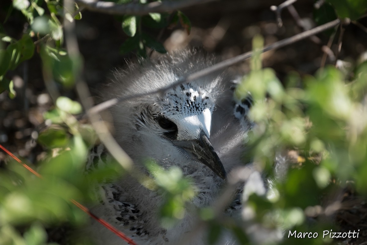 Red-tailed Tropicbird - Marco Pizzotti