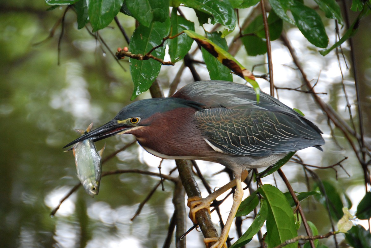 Green Heron (virescens/bahamensis) - Marco Pizzotti