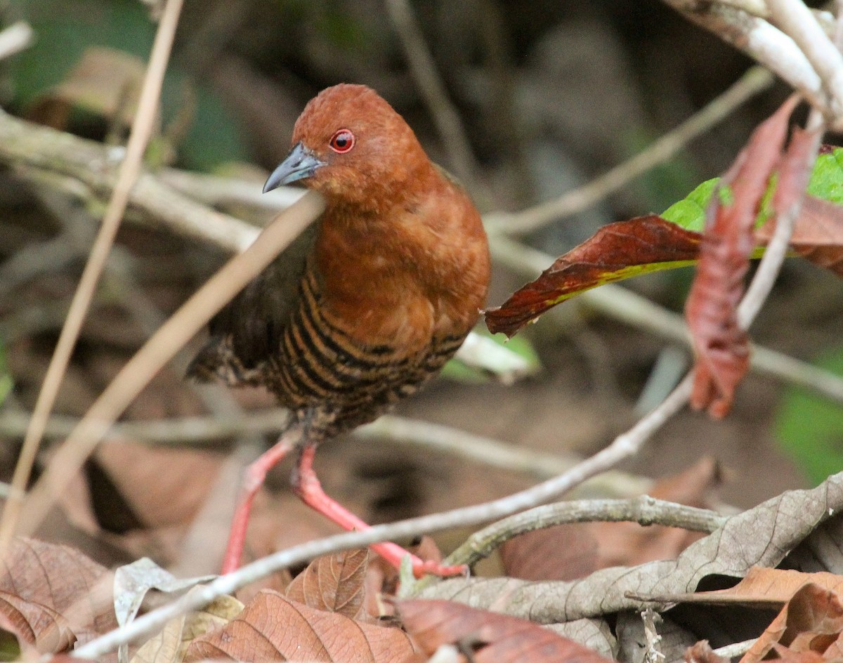 Black-banded Crake - ML204830601