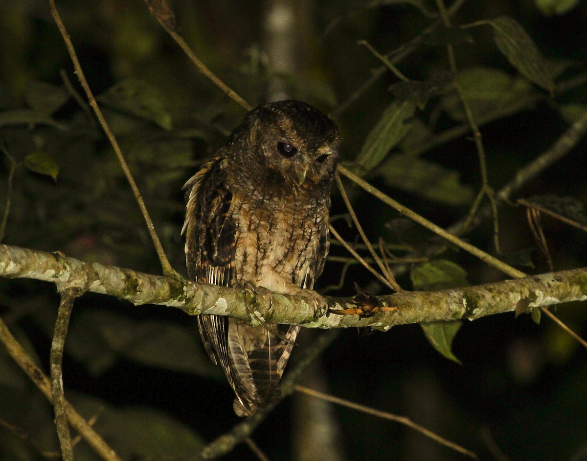 Rufescent Screech-Owl (Rufescent) - ML204830621