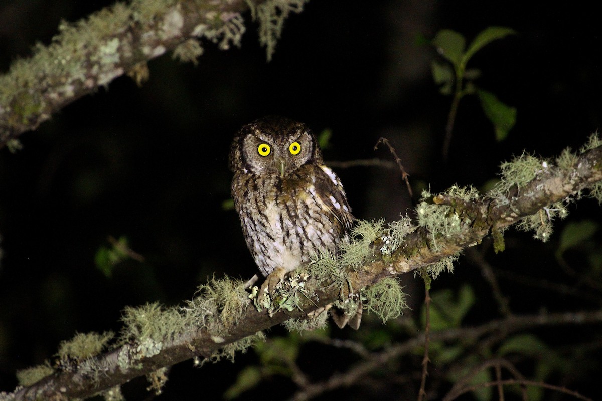 Koepcke's Screech-Owl (Koepcke's) - ML204830631