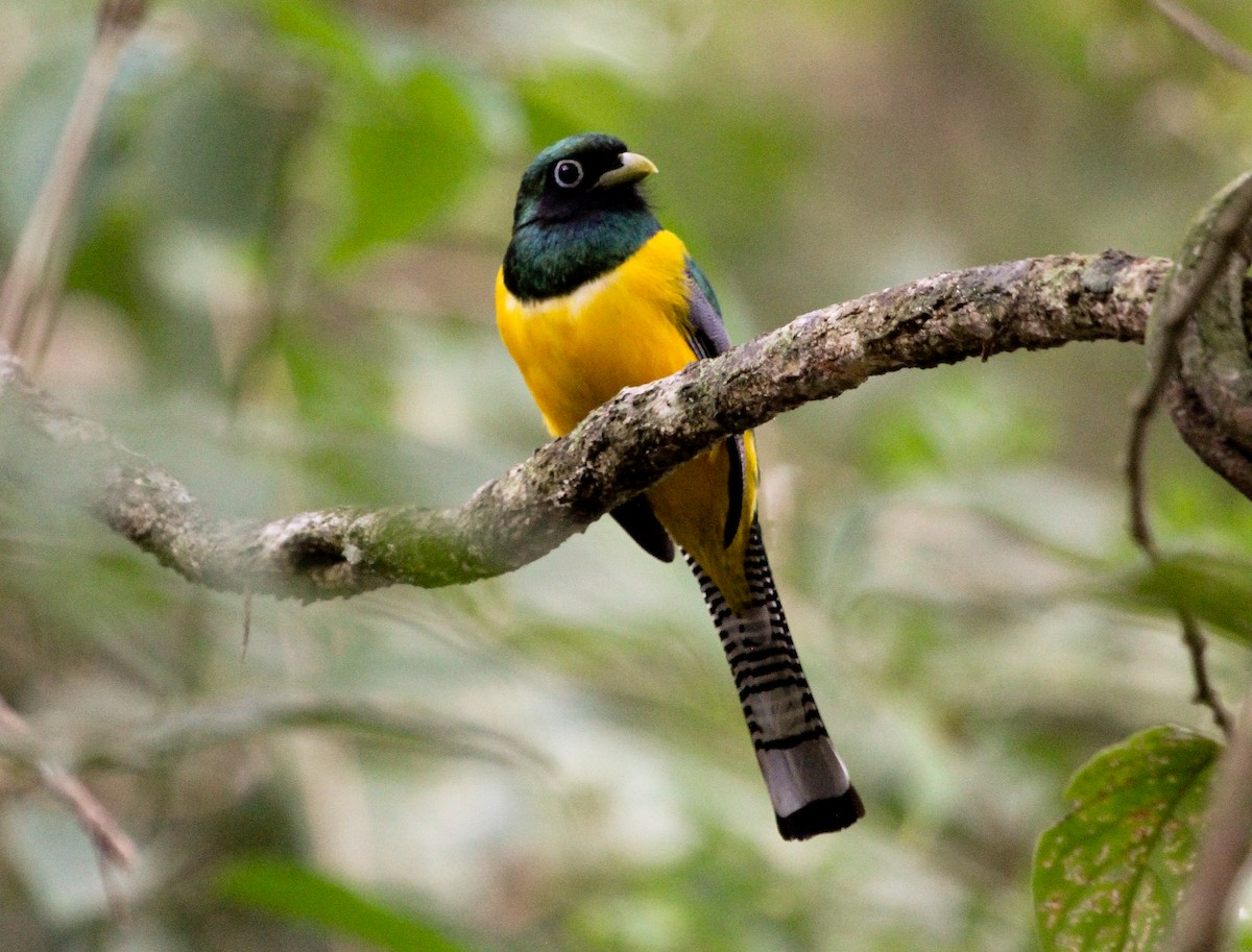 Northern Black-throated Trogon - ML204831231