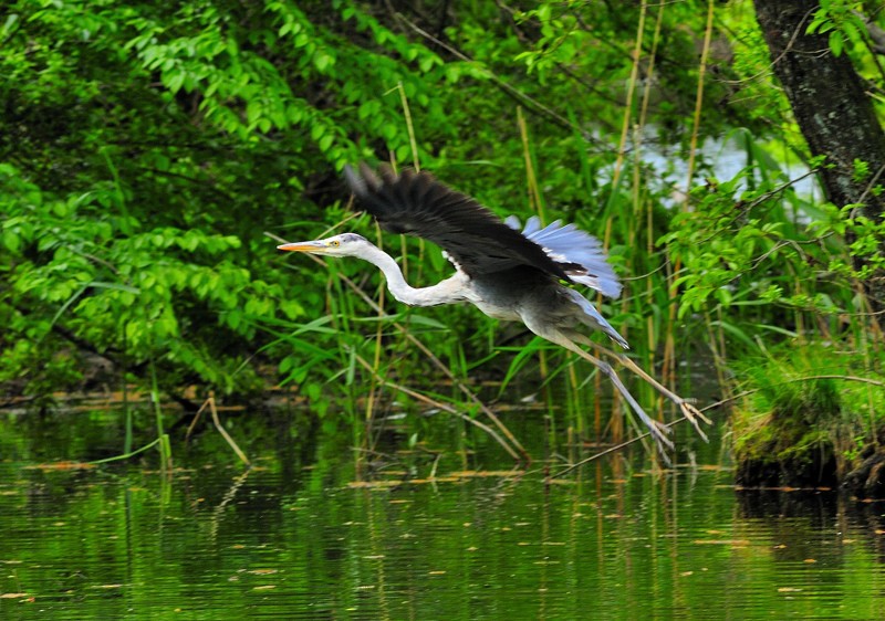 Gray Heron - ML204831821