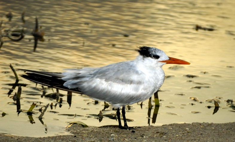 Royal Tern - ML204832001