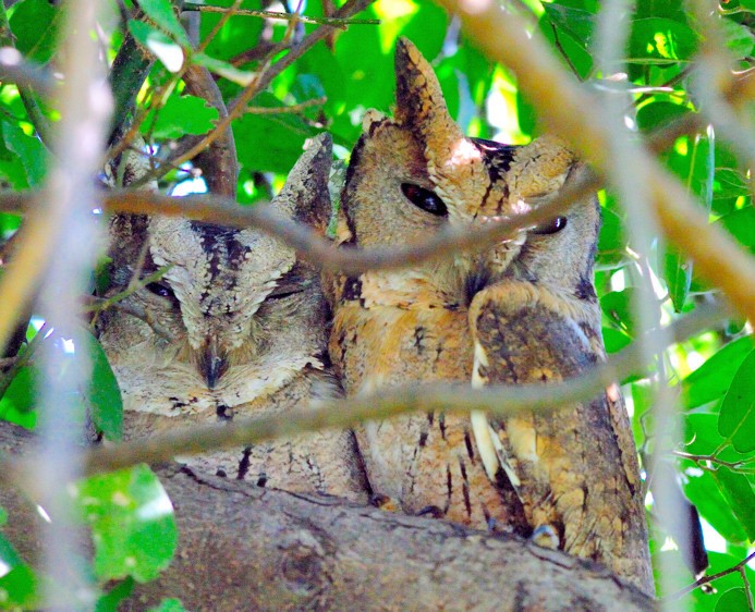 Indian Scops-Owl - ML204832051