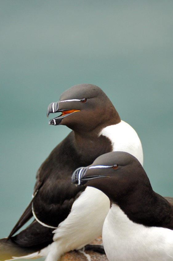 Razorbill - Joao Ponces de Carvalho