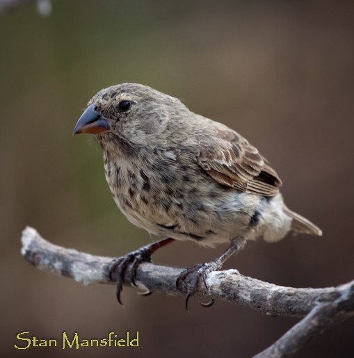 Medium Ground-Finch - ML204832231