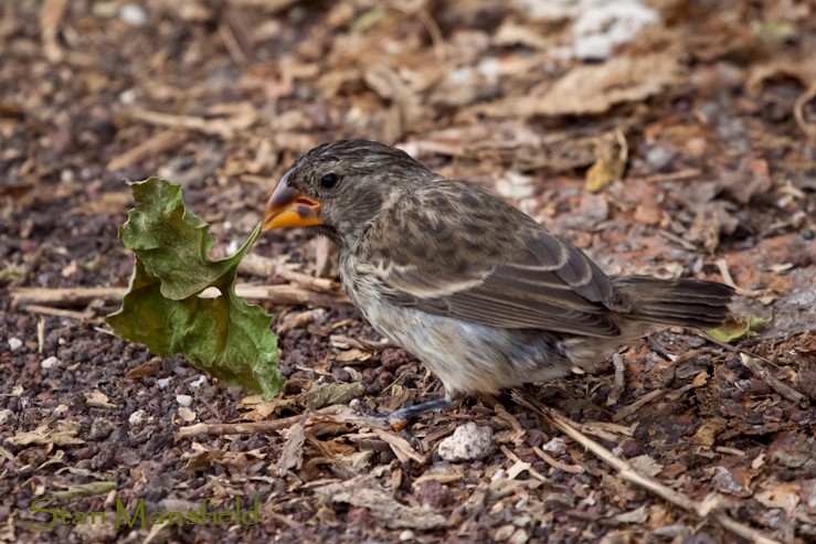 Large Ground-Finch - ML204832241