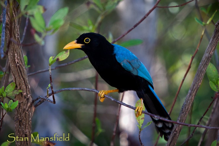 Yucatan Jay - STAN MANSFIELD