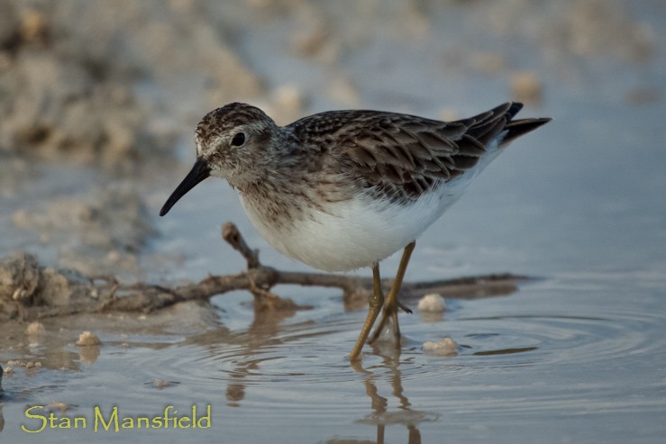 Least Sandpiper - STAN MANSFIELD