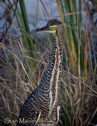 Bare-throated Tiger-Heron - STAN MANSFIELD