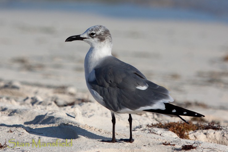 Laughing Gull - STAN MANSFIELD