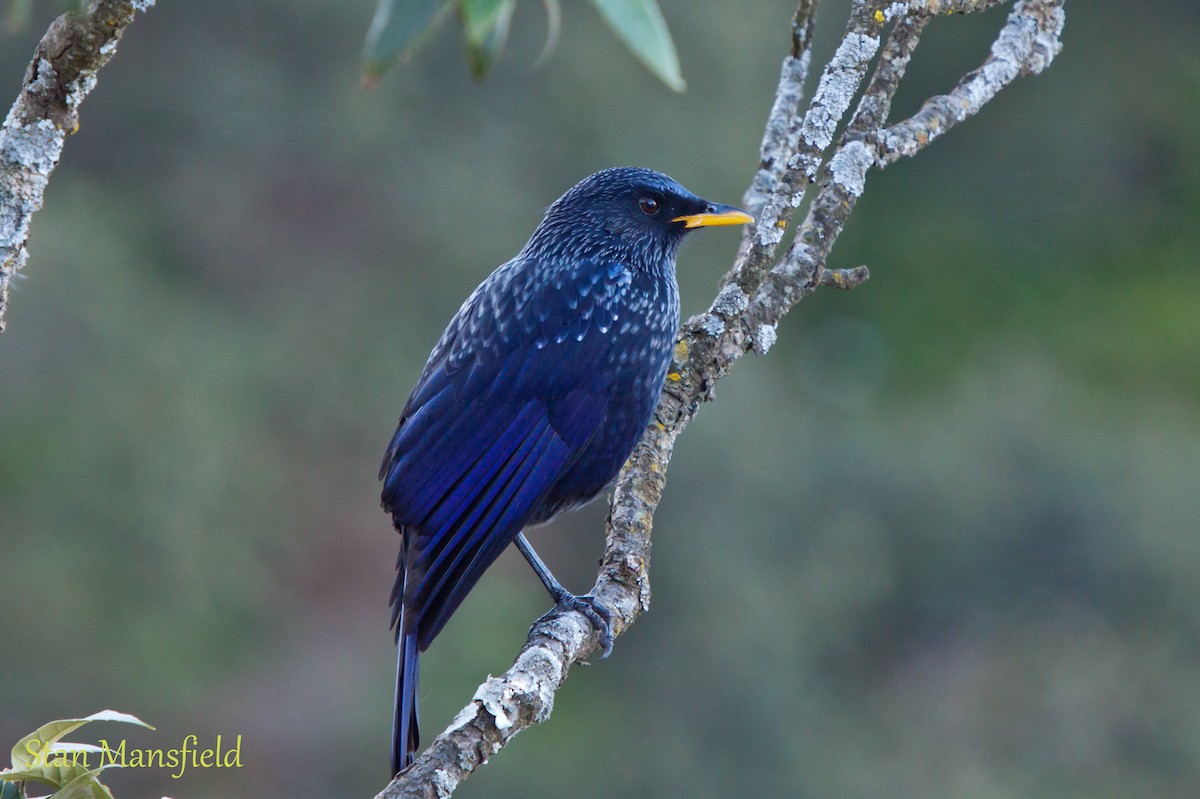 Blue Whistling-Thrush - STAN MANSFIELD