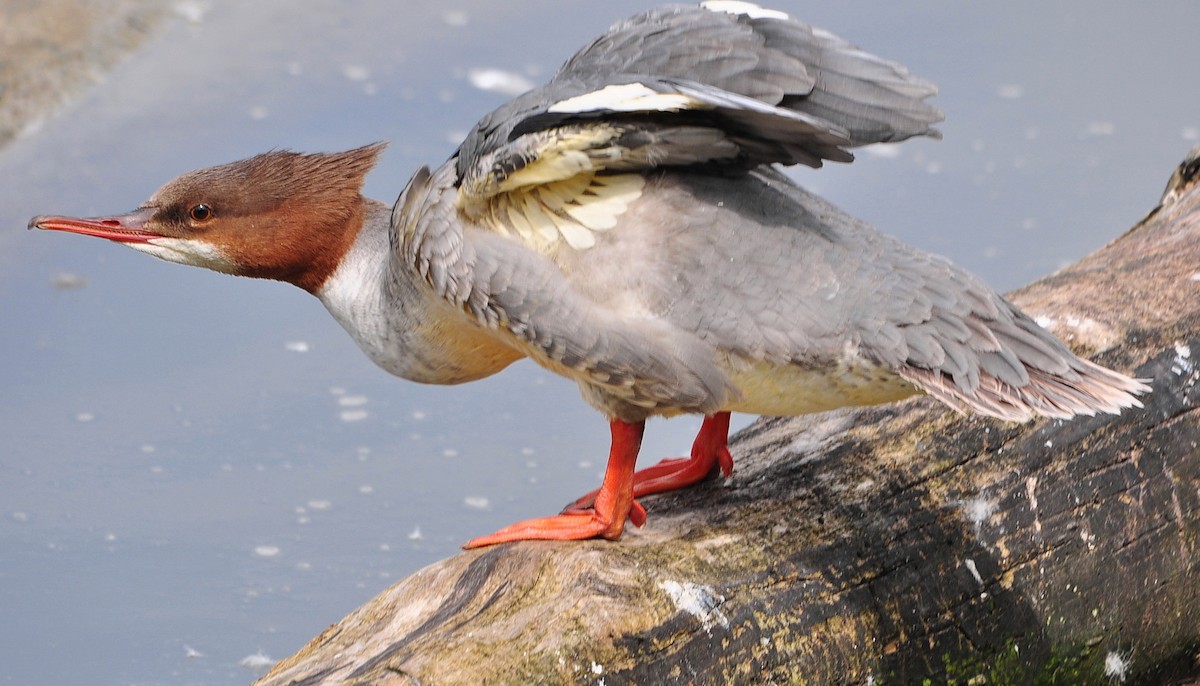 Common Merganser (Eurasian) - Guido Bohn