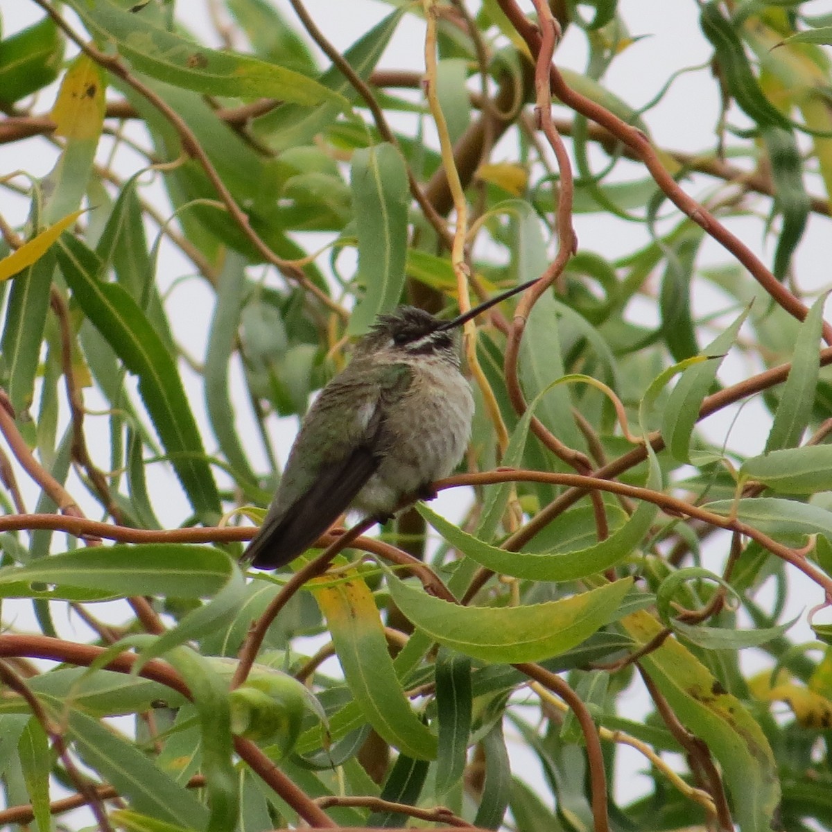 Black-chinned Hummingbird - ML20483381