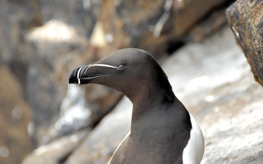 Razorbill - Joao Ponces de Carvalho