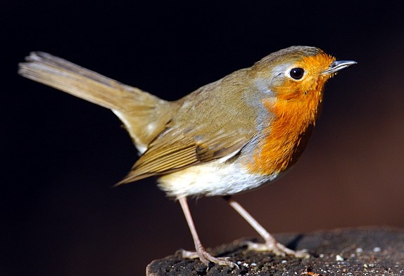 European Robin - ML204833891