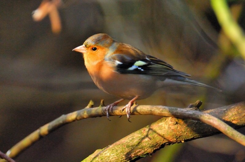 Common Chaffinch - ML204833901