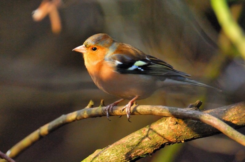 Common Chaffinch - ML204833901