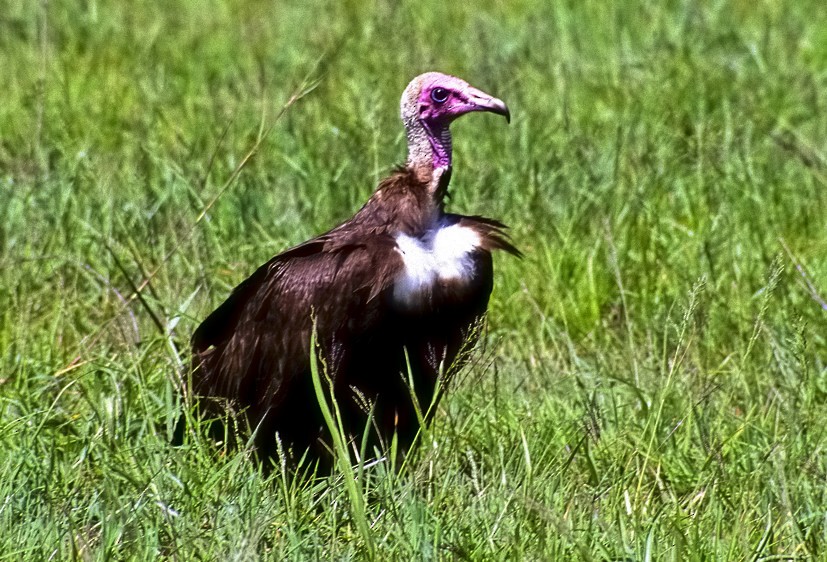 Hooded Vulture - ML204834031