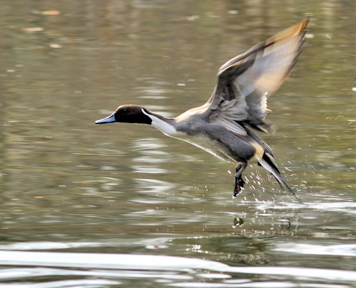 Northern Pintail - Joao Ponces de Carvalho