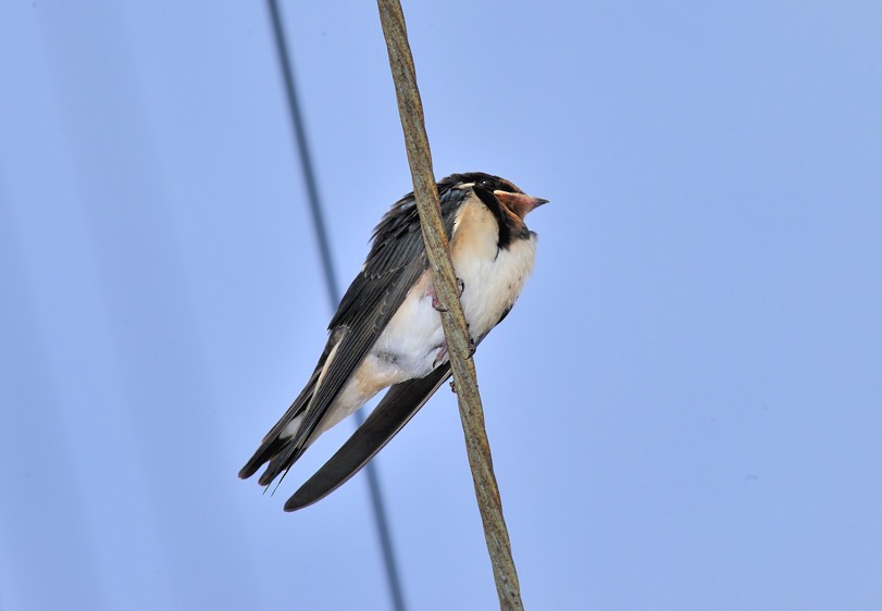 Barn Swallow - ML204834241