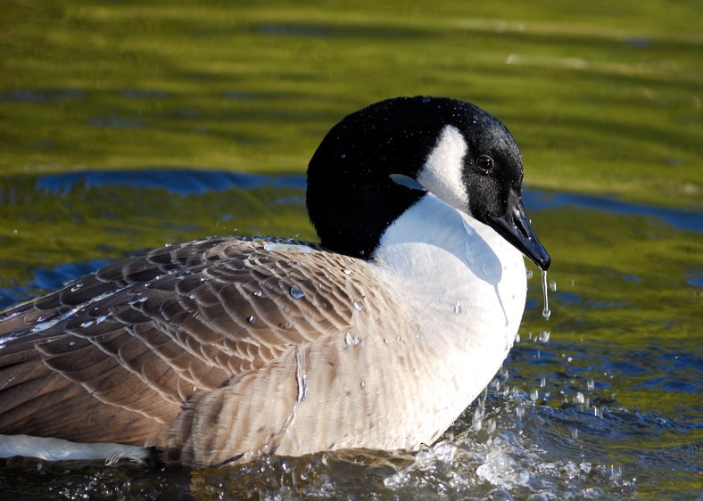 Canada Goose - ML204834331