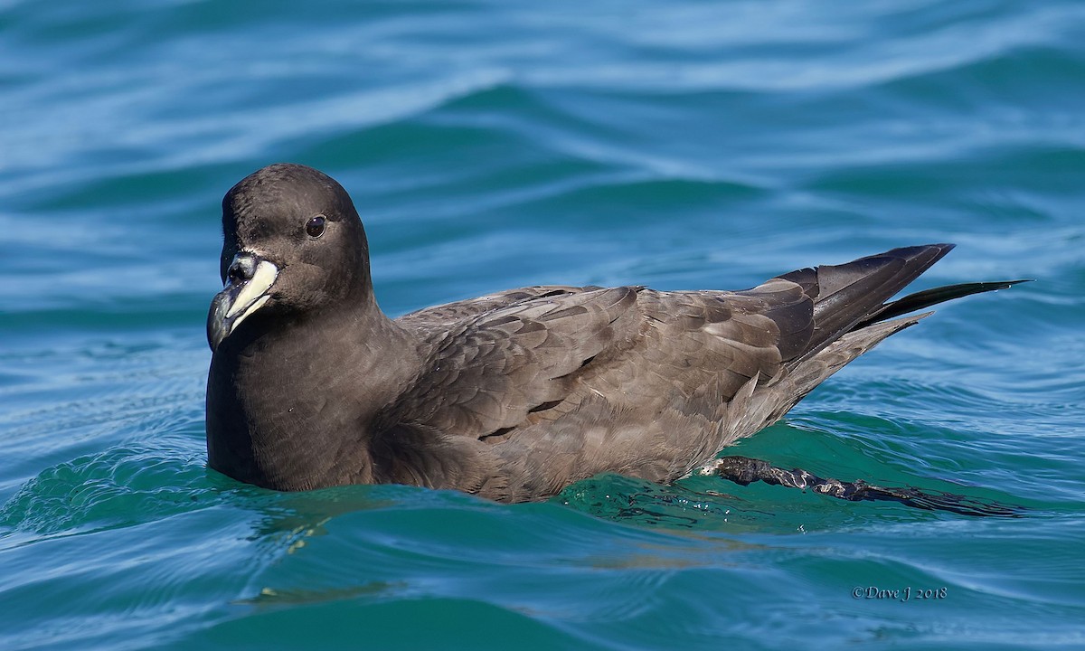 Westland Petrel - ML204834391