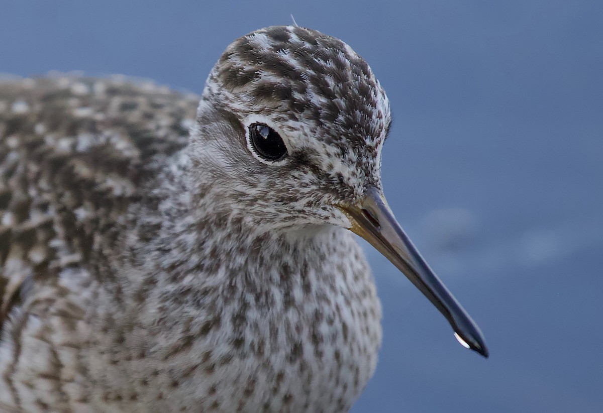 Wood Sandpiper - ML204834401