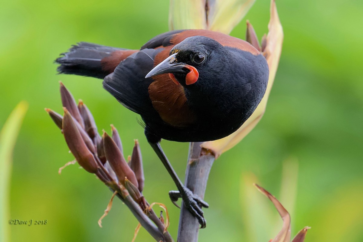 North Island Saddleback - ML204834411