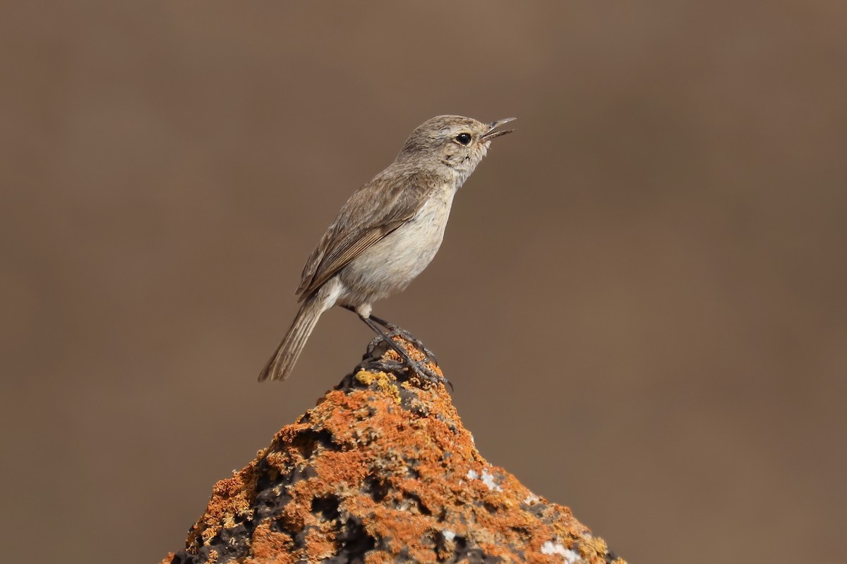 Fuerteventura Stonechat - ML204834421