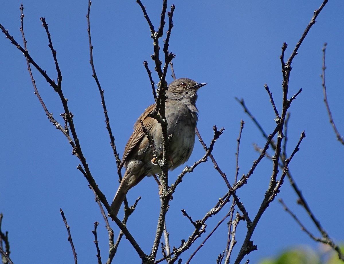 Dunnock - Carlos Kuhn