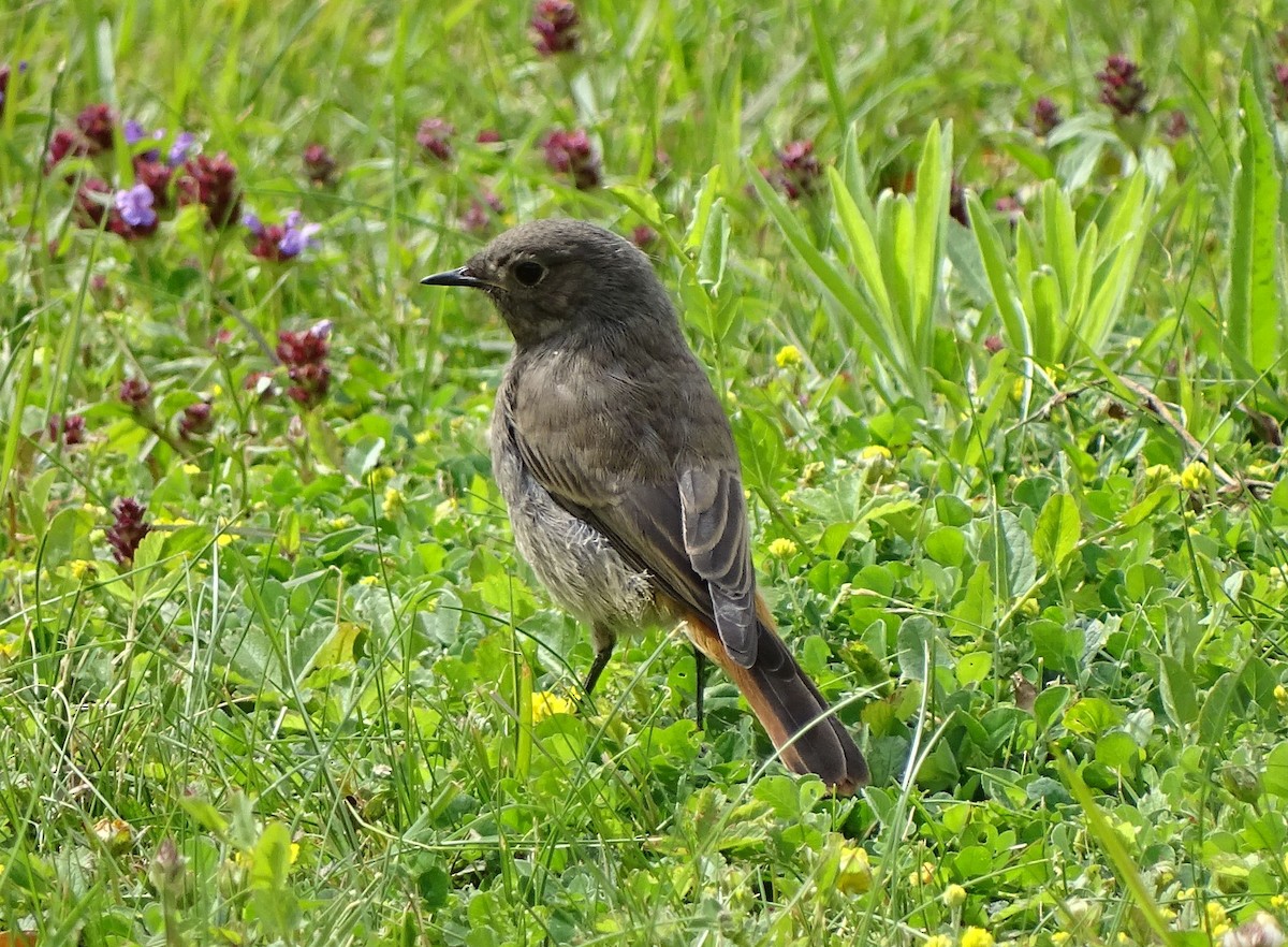 Black Redstart - Carlos Kuhn