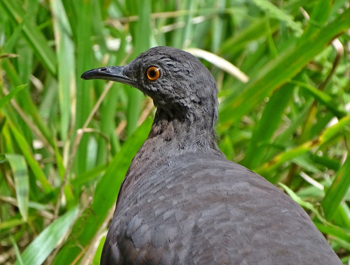 Brown Tinamou - ML204834581