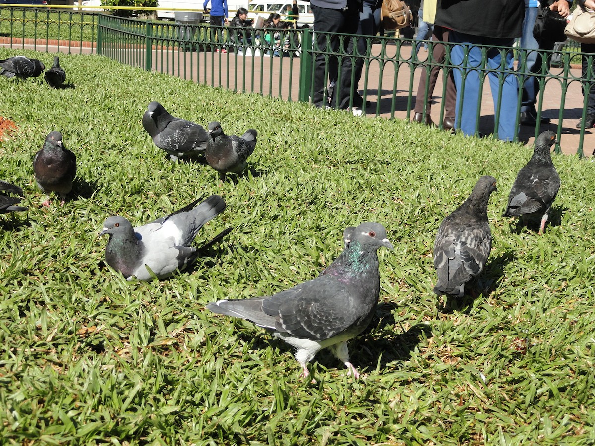 Rock Pigeon (Feral Pigeon) - ML204834741