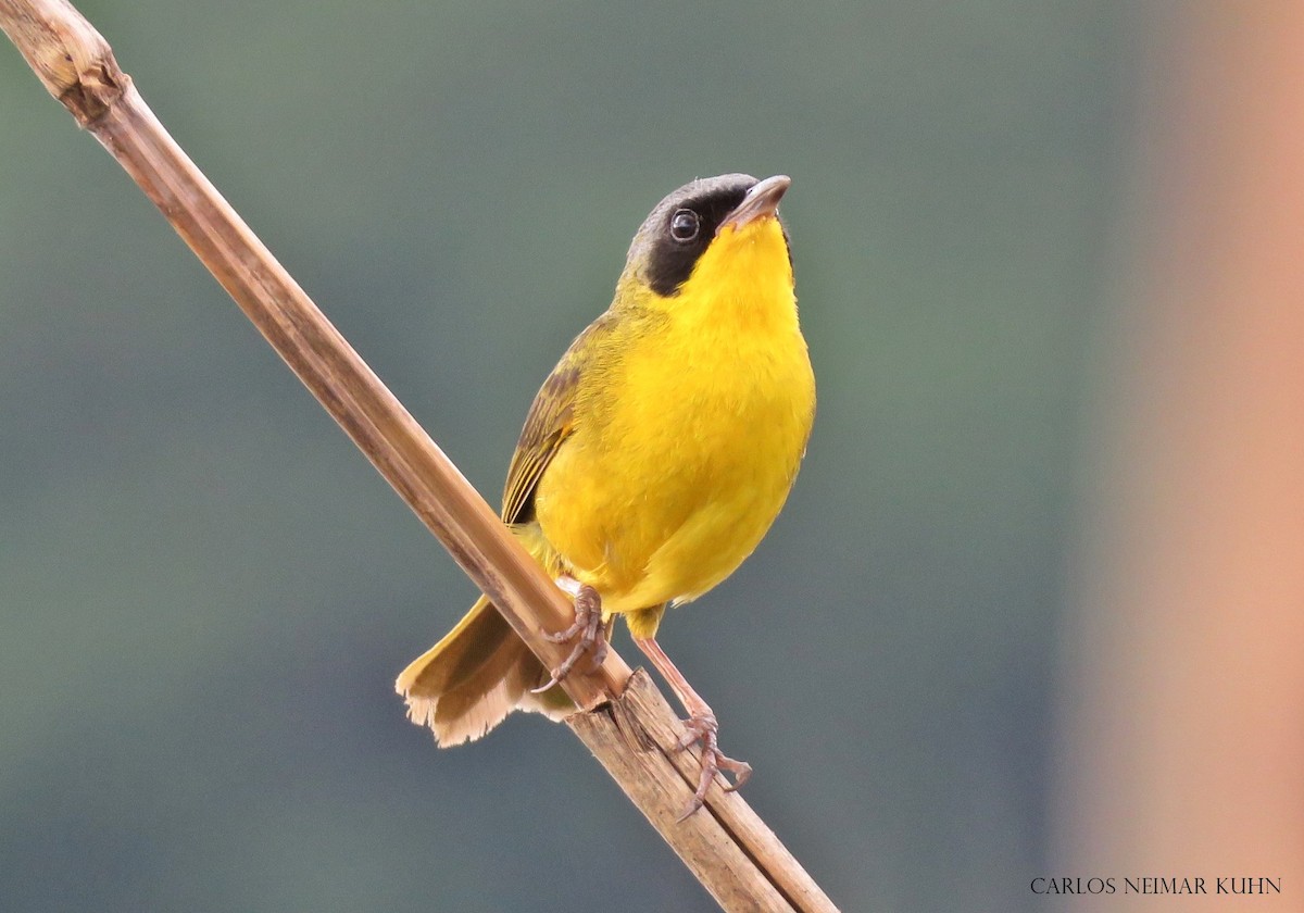 Southern Yellowthroat - Carlos Kuhn