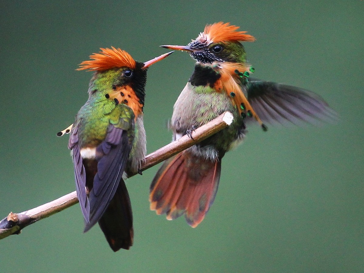 Tufted Coquette - Luis Mario Arce